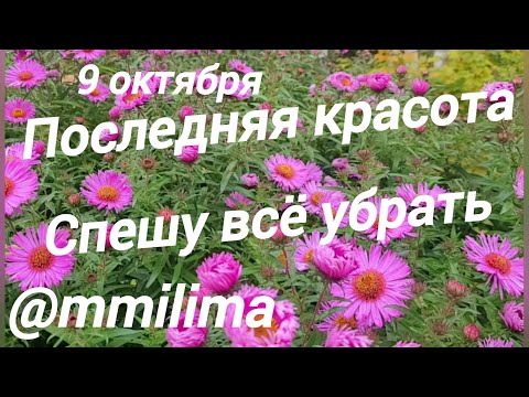 Видео: Последняя красота #дача #литва #висагинас #цветы #уборка #обрезка 