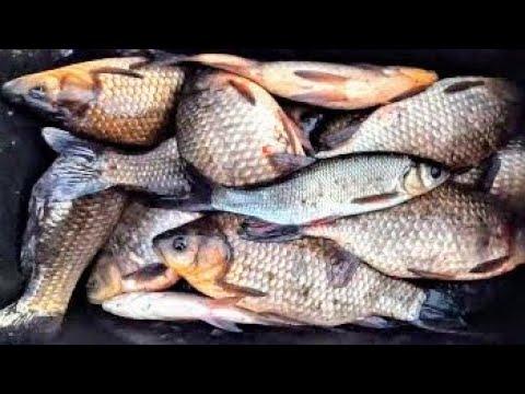 Видео: Рыбалка на хапуги 2024 Рыбалка на поплавок Рыбалка в Сибири Рыбалка 2024