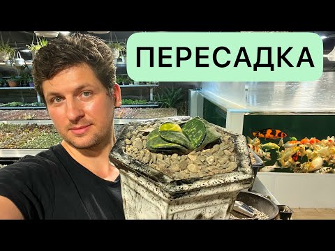 Видео: ПЕРЕСАДКА ГАСТЕРИЙ В КЕРАМИКУ ДЛЯ СУККУЛЕНТОВ ОТ ИВАНА ATTRACTIVE POT