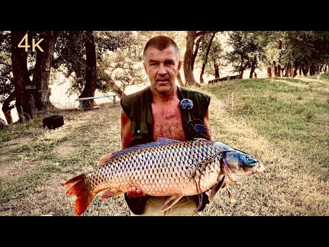 Видео: Трофейный сазан на Ахтубе! Рыбалка на макуху 2021 !