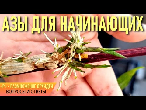 Видео: 📌ОРХИДЕИ! АЗЫ ДЛЯ НАЧИНАЮЩИХ! «Р» - РАЗМНОЖЕНИЕ ОРХИДЕЙ! ОРХИДЕИ СОШЛИ С УМА! ВОПРОСЫ❓ И ОТВЕТЫ!
