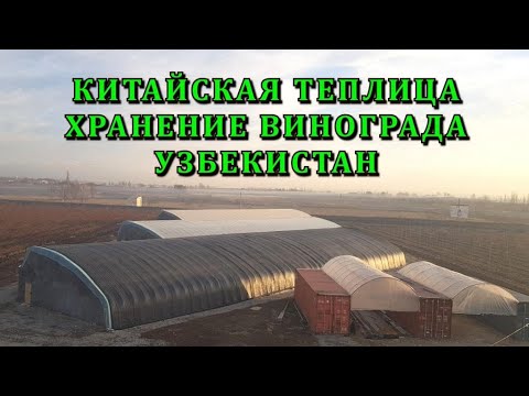 Видео: КИТАЙСКАЯ ТЕПЛИЦА, ХРАНЕНИЕ ВИНОГРАДА, УЗБЕКИСТАН, РОЗЫГРЫШ ВИНОГРАДА КАРНАВАЛ!