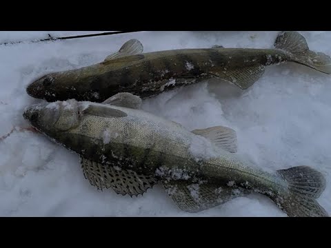 Видео: СУДАК В ГЛУХОЗИМЬЕ 2024