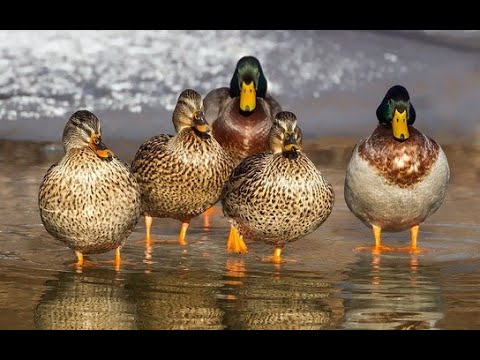 Видео: Охота на Утку с подхода 10 2018 ( Закрытие сезона на водоплавающую дичь )