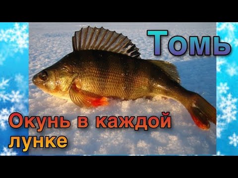 Видео: Окунь в каждой лунке.Река Томь.Часовая рыбалка.