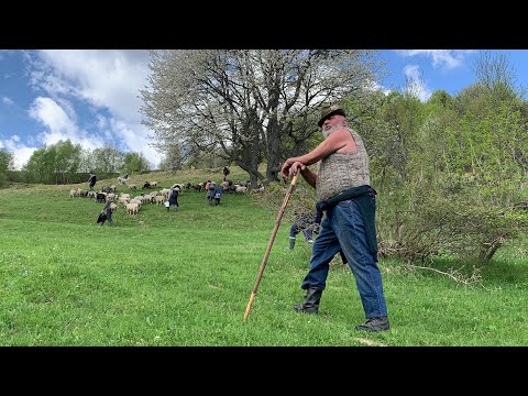 Видео: Співанки від  Дмитра Шушмана