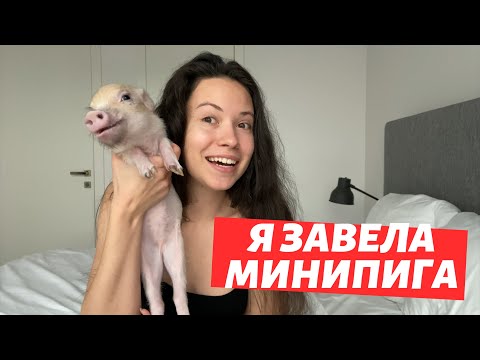 Видео: МИНИПИГ: КАК ВЫБРАТЬ, КАКИМ ВЫРАСТЕТ, ПРО УХОД И ЖИЗНЬ В КВАРТИРЕ