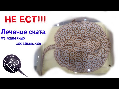 Видео: Скат перестал есть! Лечим от жаберных сосальщиков...