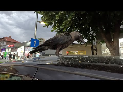 Видео: Ravda, Bulgaria / с.Равда, Болгария, 03.08.2024