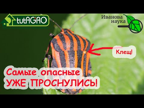 Видео: КЛОПОВ ЗАКЛОПОМОРИМ! Самый опасный вредитель последних лет! Без пощады! Нашатырь и мыло НЕ ПОМОГУТ!