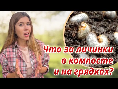 Видео: Не путайте личинки хруща и бронзовки. Как избавиться от личинок майского жука