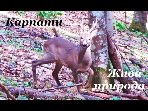 Видео: Жива природа Карпат.