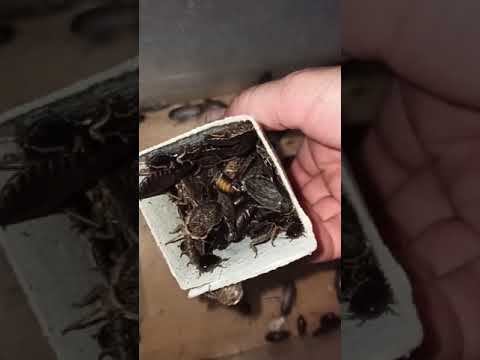 Видео: Ответ на вопрос. Как чистить контейнер с тараканами?