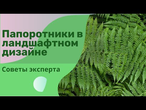 Видео: Папоротники в ландшафтном дизайне.