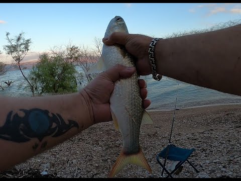 Видео: Рыбалка на озере. Мелкий мушт и Крупная бури (кефаль). Fishing on the lake. Large mullet.