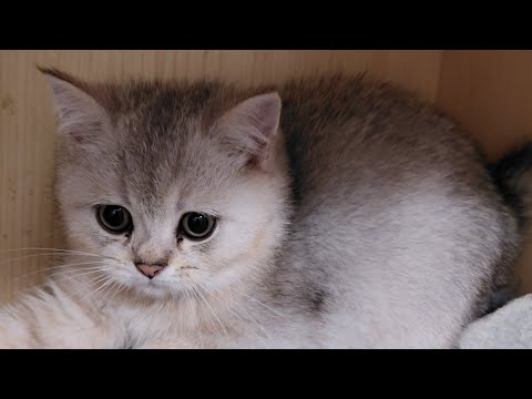 Видео:  Милые Котята дома .Британцы котята .