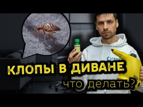 Видео: КАК ИЗБАВИТЬСЯ ОТ КЛОПОВ В ДИВАНЕ