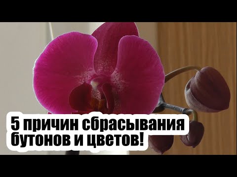 Видео: орхидея сбрасывает нераспустившиеся бутоны 5 основных причин сбрасывания бутонов и пожелтения цветов