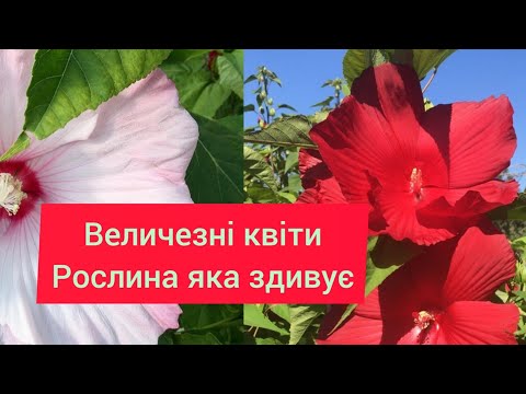 Видео: Рослина яка здивує вас величезними квітоносами 🙉. Як посадити та поділити трав'янистий гібіскус ☝️