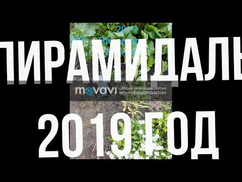 Видео: СВГ Омская ночка и Пирамидальный.