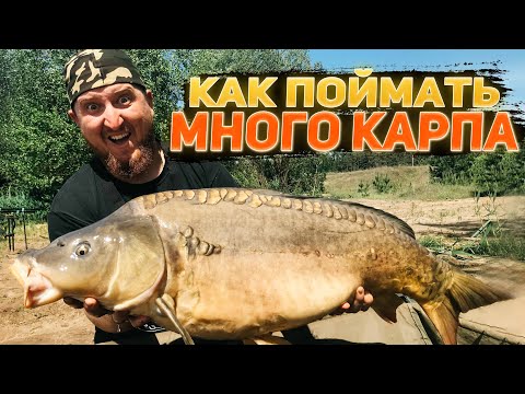 Видео: КАК ПОЙМАТЬ МНОГО КАРПА. Карпфишинг в завоз. Бигфиш.