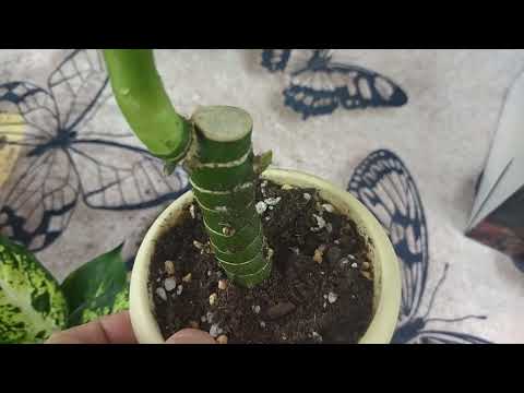 Видео: Обзор диффенбахий в канун Нового года по с тарому  календарю.