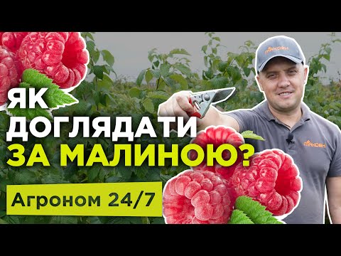 Видео: Підживлення літньої малини після збору урожаю - Агроном 24/7. Добрива для малини