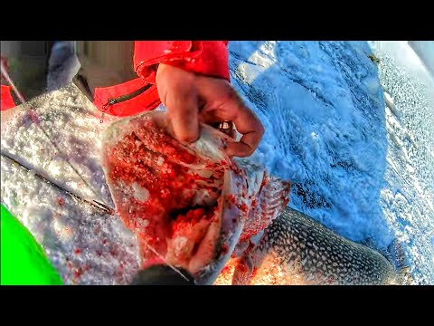 Видео: ЩУКА НАПАЛА ,ВСЕ В КРОВИ ,СЛАБОНЕРВНЫМ НЕ СМОТРЕТЬ !!!