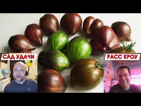 Видео: СЕКРЕТ ТОМАТА ВОССТАВШИЙ ЗВЁЗДНЫЙ ИСТРЕБИТЕЛЬ ПРАЙМ РАСКРЫТ! ЭКСКЛЮЗИВНОЕ ИНТЕРВЬЮ С РАССОМ КРОУ!