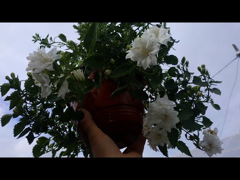 Видео: Кампанулы! Как Вы хороши!!!