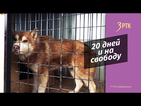 Видео: Глава компании «Пять звёзд» о новом приюте для собак – в Сибири нет такого питомника, как в Чите