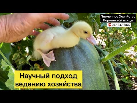 Видео: Теперь💖ЖИЗНЬ ДРУГАЯ-огород, куры, утки//Экономическое перепроизводство сырья из растений и животных