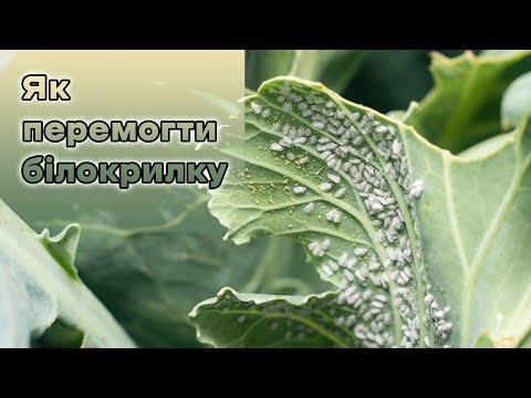 Видео: Як перемогти бiлокрилку