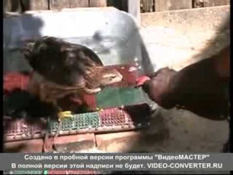 Видео: Охота с ястребом-тетеревятником