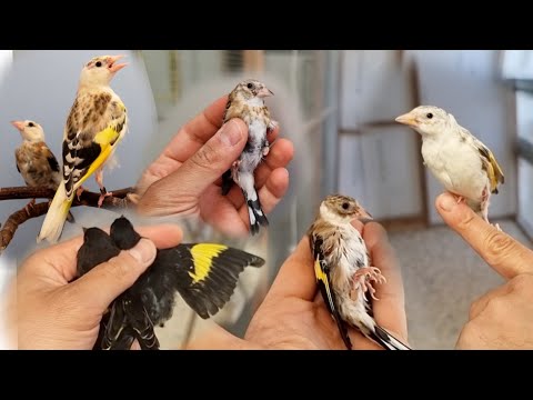 Видео: Первые в наличии щеглы в этом году 🦅🐥🦅🐥