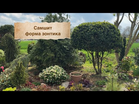 Видео: Стрижка самшита в форме зонтика 🌳 Проблемы самшитов …