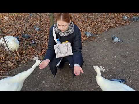 Видео: Гуляем в парке Лазенки .Неудачно сходили  в ресторан 