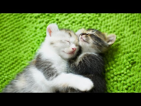 Видео: Музыка для сна для беспокойных кошек — хорошая музыка для сна и снятия стресса у кошек, музыка дл...
