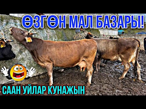 Видео: СААН УЙЛАР КУНАЖЫН УРГААЧЫ ТОРПОК БААЛАРЫ УШУНДАЙ 🤯 #байтв