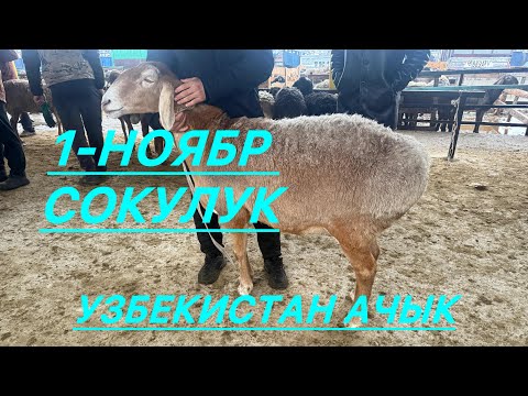 Видео: Кой базар сокулук мал базары 1-ноябр