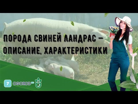 Видео: Порода свиней Ландрас — описание, характеристики