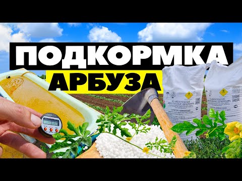 Видео: Подкормка арбуза 🌱🍉💦 15 06 23