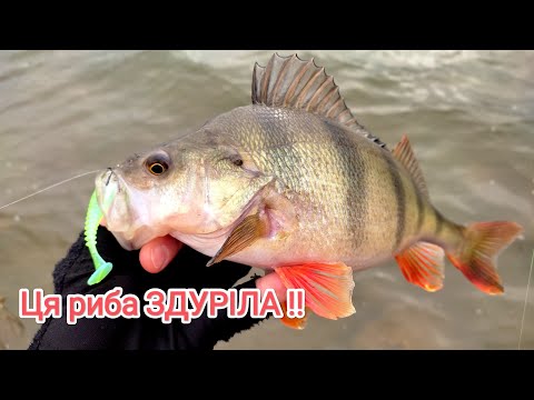 Видео: Це КаПеЦь РИБА ЗДУРІЛА Судак і Окунь на силікон спінінг 2024