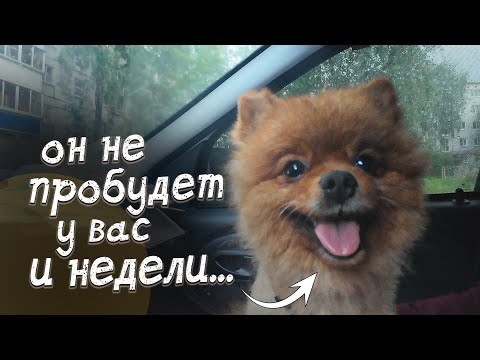 Видео: По скольким рукам он ходил? Вы с ним не справитесь?
