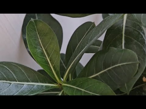 Видео: Часть 2. Динамика развития адениумов после обрезки через месяц. Общий обзор состояния адениумов.