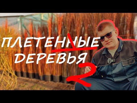 Видео: ЭТО ЧУДО! ПЛЕТЕНЫЕ ДЕРЕВЬЯ ИЗ СОРТОВОЙ ИВЫ. ЧАСТЬ 2. КАК СПЛЕСТИ ДЕРЕВО? ПОСАДКА ПРУТА.