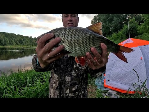 Видео: Западная Двина.Daugava. Язь.