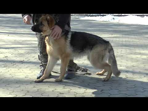 Видео: Як відучити кусати руки.