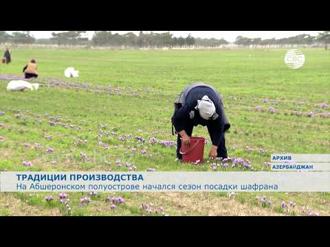 Видео: На Абшеронском полуострове начался сезон посадки шафрана