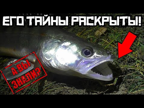 Видео: ТАЙНЫ НОЧНОЙ ловли СУДАКА РАСКРЫТЫ! Рыбалка 2024